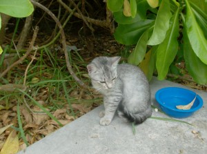 Adorable family finds a peaceful home at Villa del Mar.