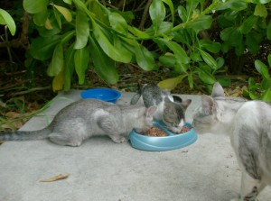 Eating under Mama's watchful eye.