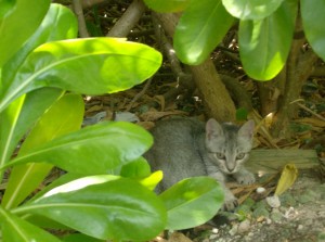 Taking shelter under the lush foliage.