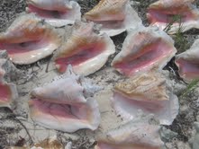 Turks and Caicos Conch Shells
