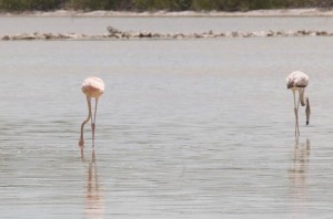 two flamingos wading