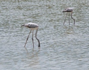 west indian flamingos 