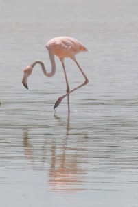 single west indian flamingo