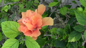 Peach double bloom hibiscus