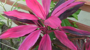 Cordyline or Ti plant Turks and Caicos