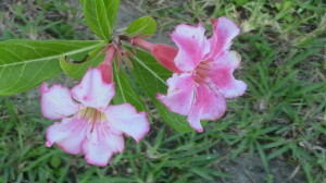 desert rose pink and white flowers