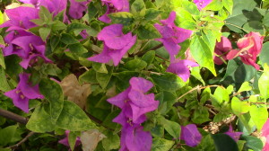 purple Bougainvillea plant 