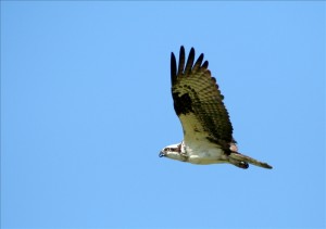 osprey hunting provo beaches