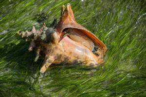 conch turks and caicos