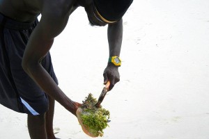 cleaning conch turks and caicos