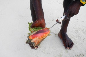 removing conch from shell turks and caicos