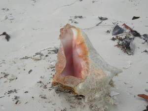 conch on the beach providenciales