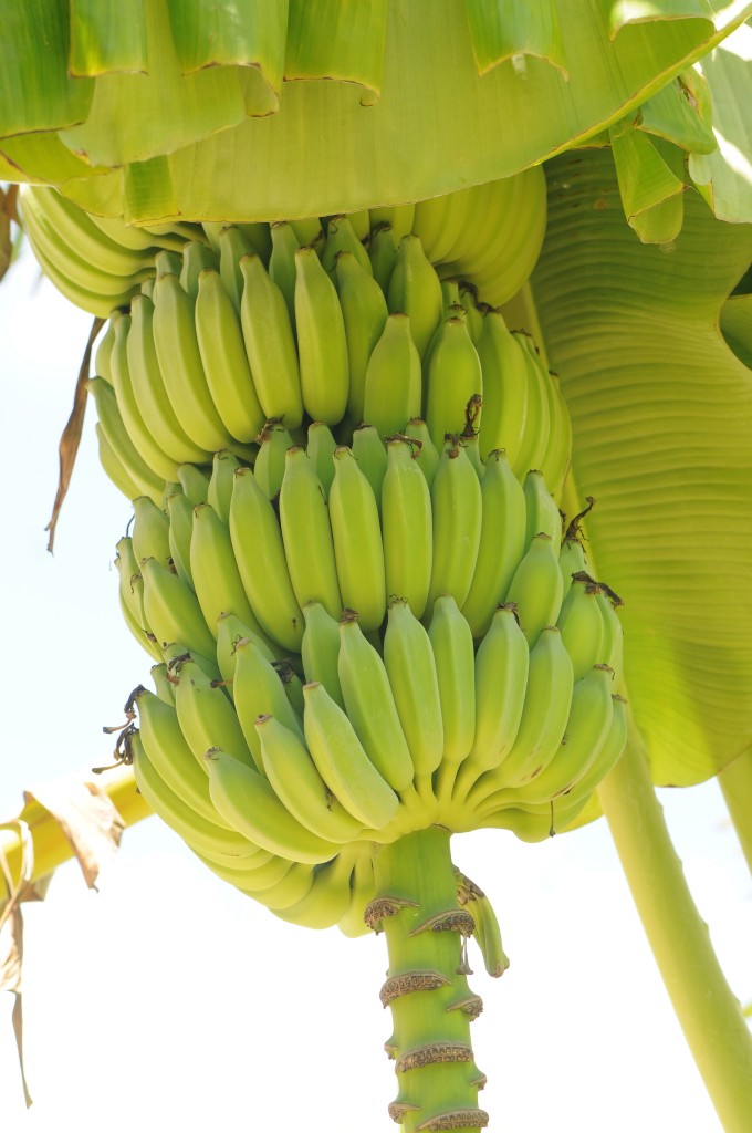 Turks and Caicos fruits and vegetables