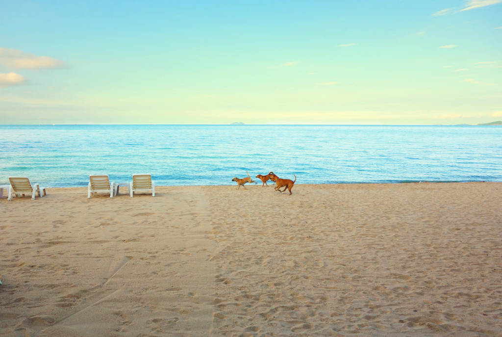 Travel with pets to Turks and Caicos
