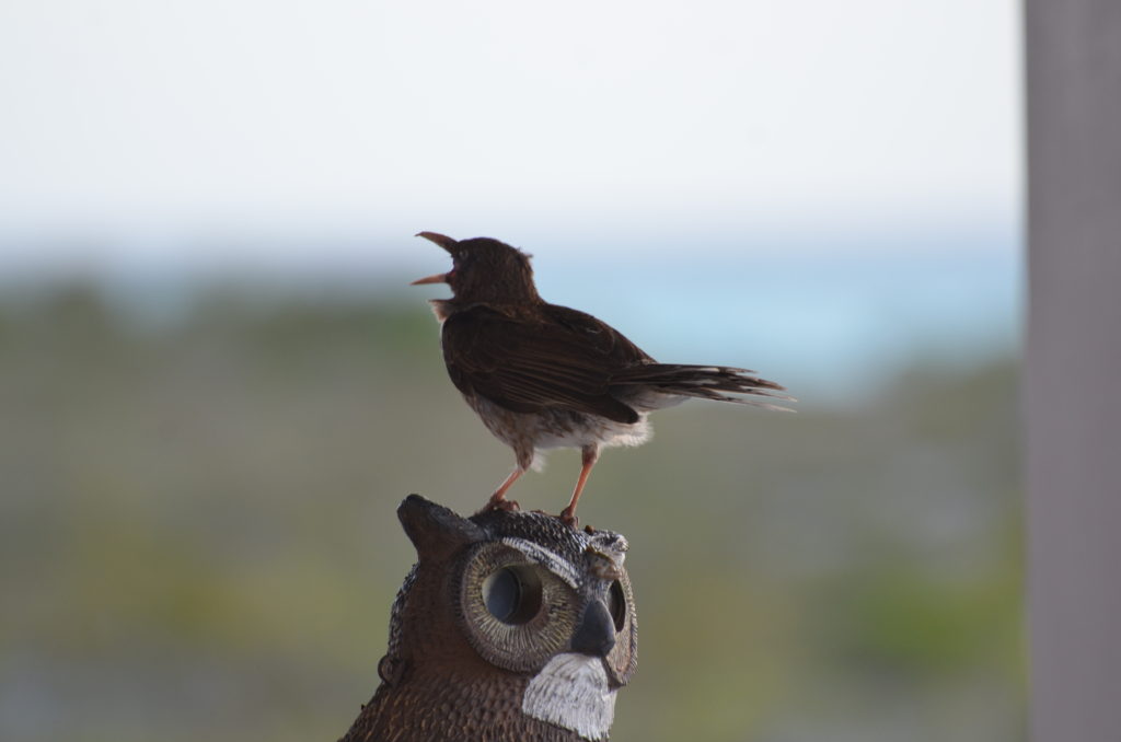 Turks and Caicos bird species