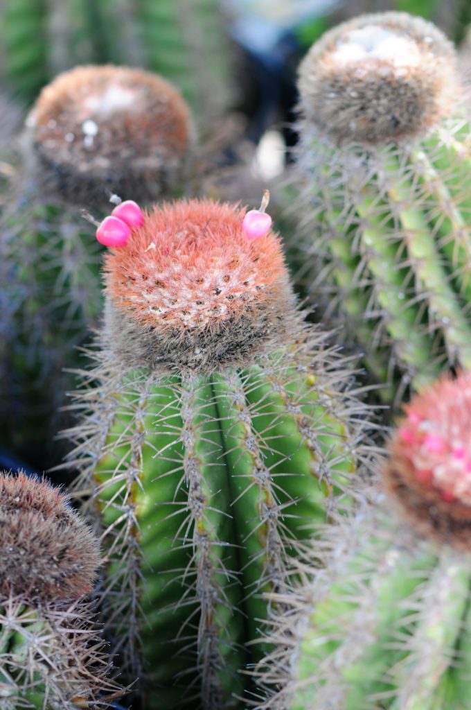 Turks Head Cactus