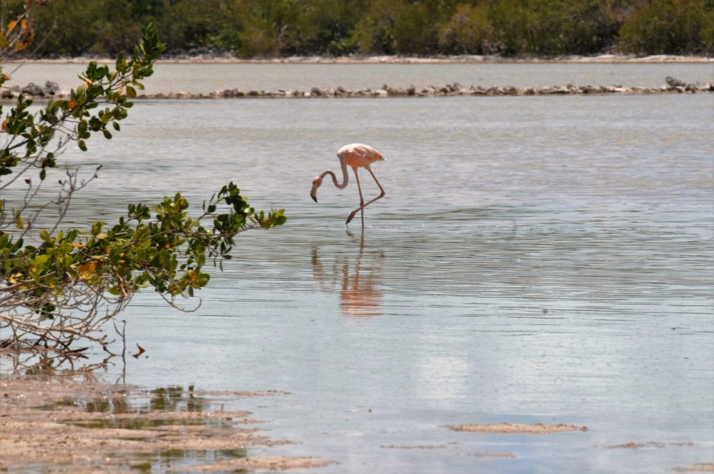 flamingo in magrove plant