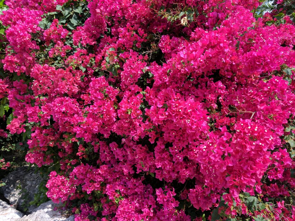 blooming bougainvillea on Providenciales