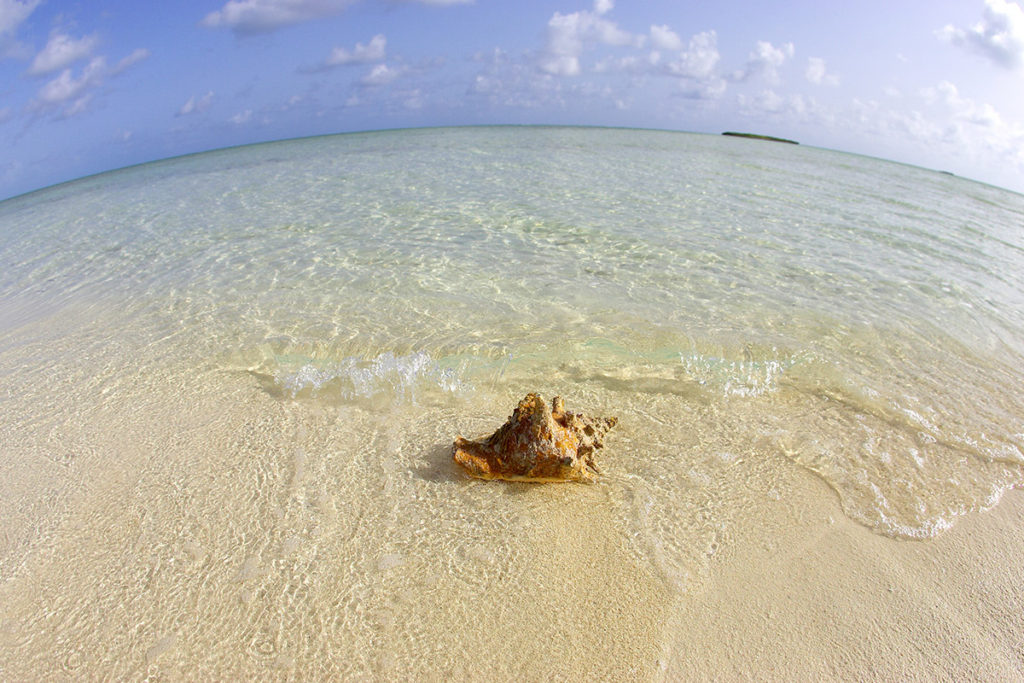 Conch shell on Grace Bay Beach