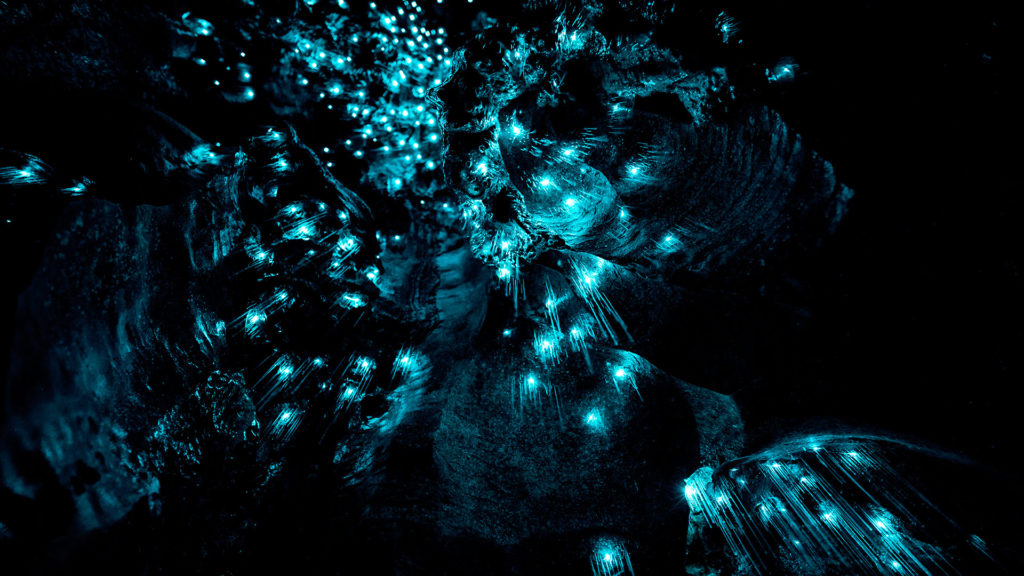 Bioluminescent Glow Worms