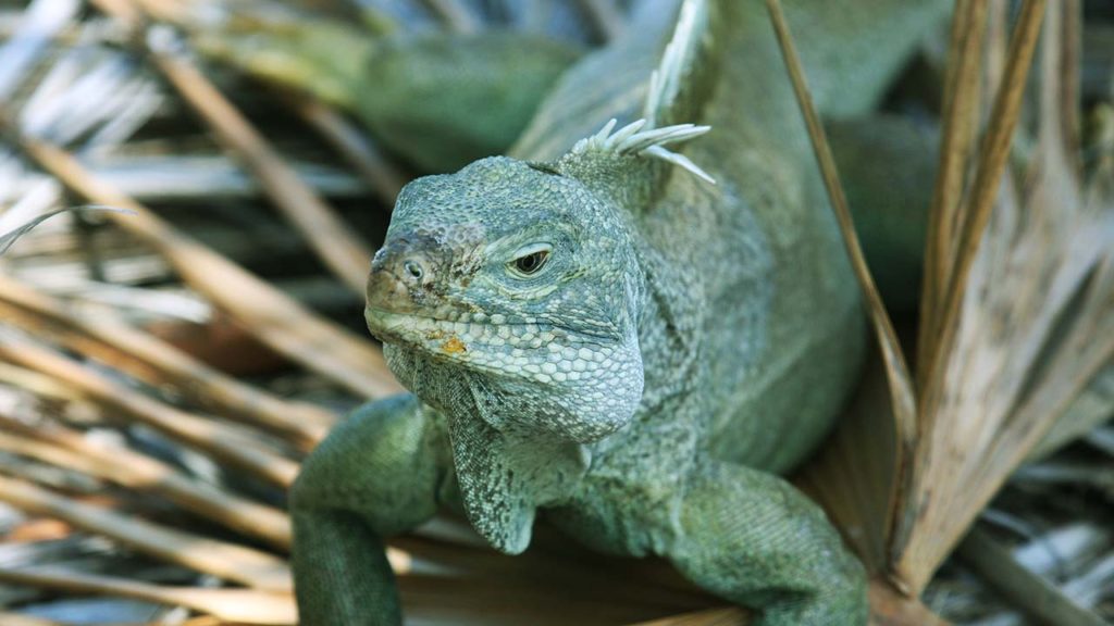 Turks and Caicos Rock Iguana