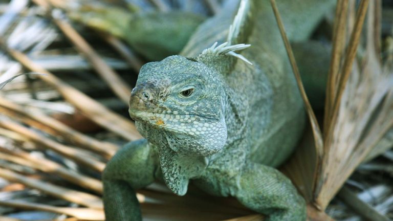 Visiting Little Water Cay (Iguana Island)