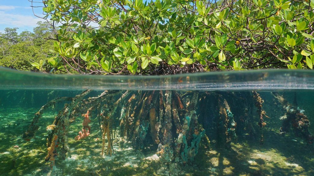 Mangroves