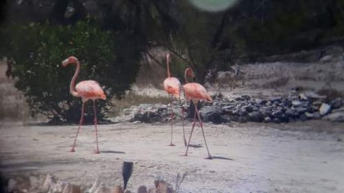 Kimcha Bird Sanctuary - Turks And Caicos Islands