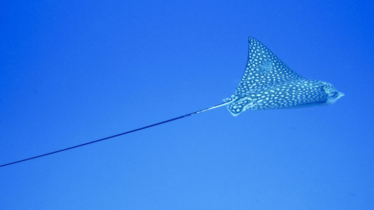 The Spotted Eagle Ray in Turks and Caicos