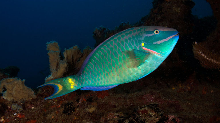 The Tropical Fish That Changes Gender – The Stoplight Parrotfish