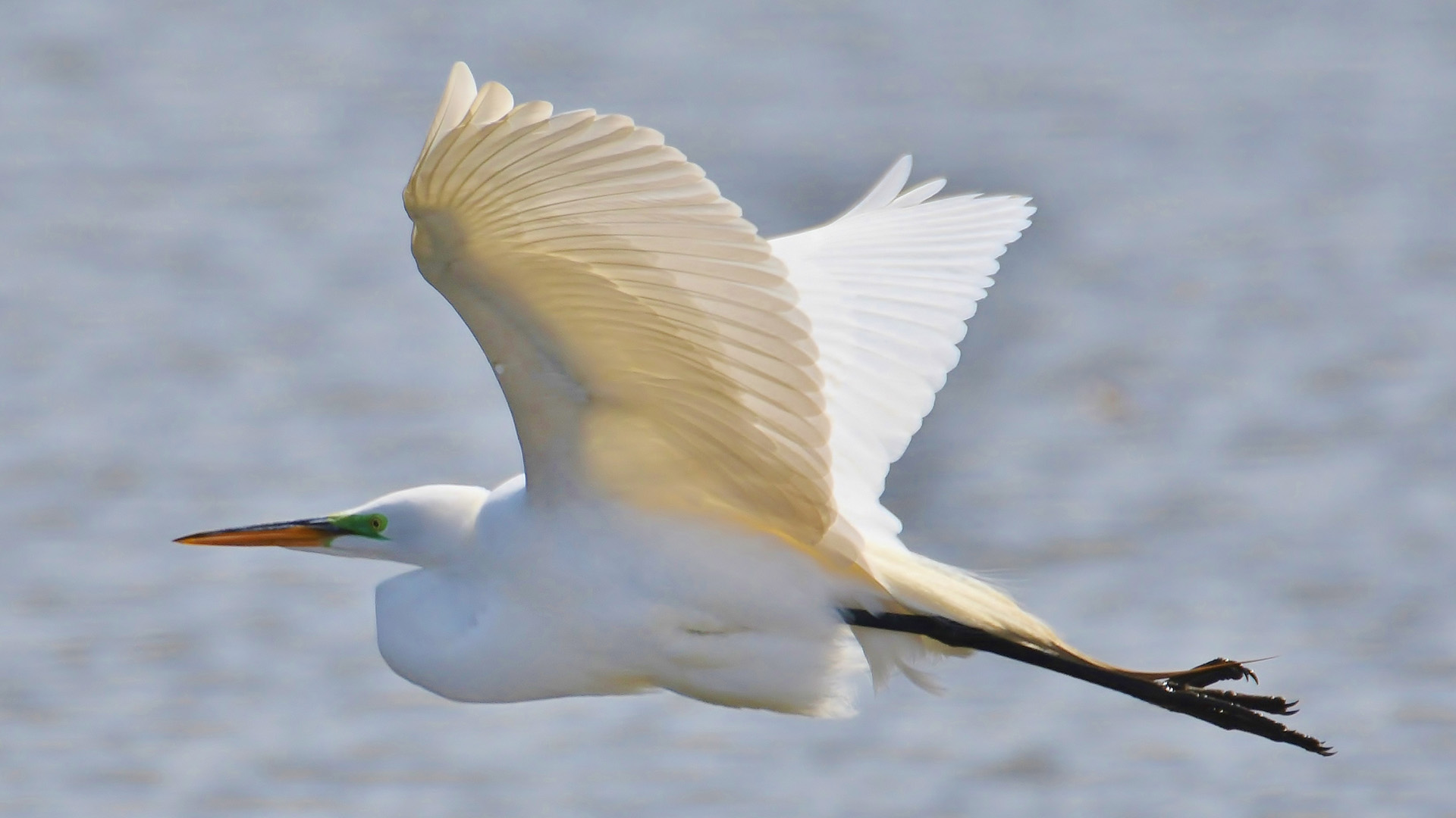 Great White Egret (Ardea alba)