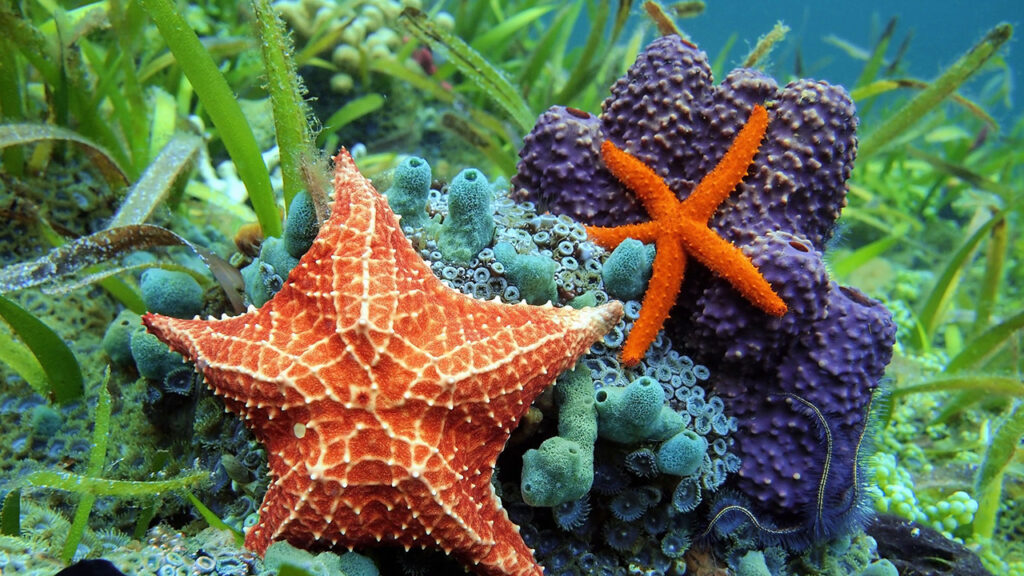 Sea Stars And Coral Under The Sea