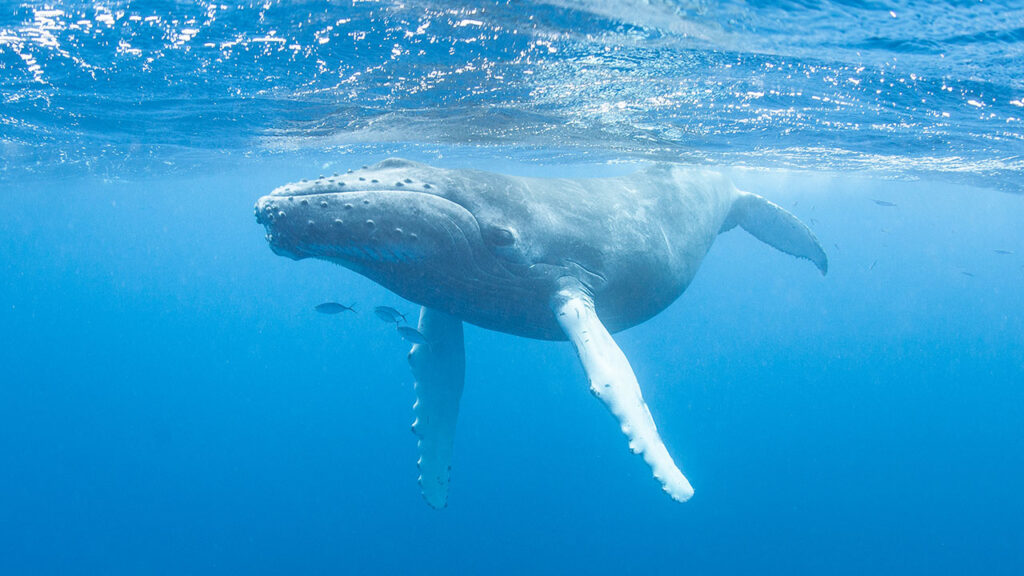 Winter Humpback Whale Migration - Turks and Caicos