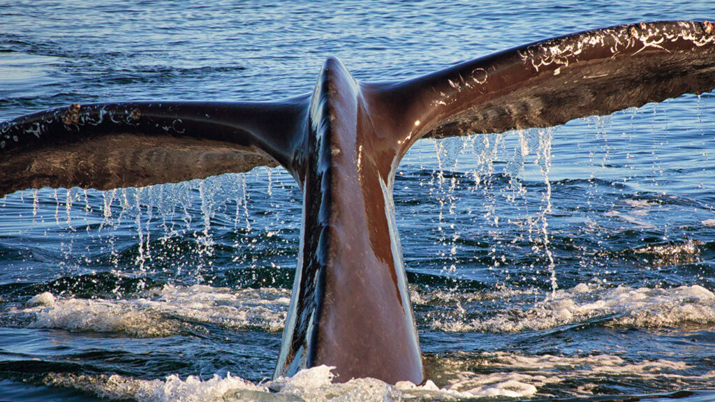 Humpback Whale Tail