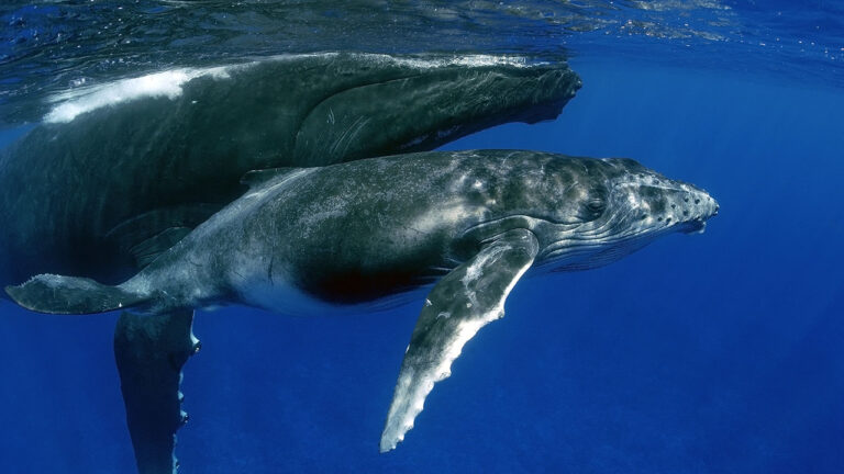 Embark on an Unforgettable Adventure: Turks and Caicos Whale Watching