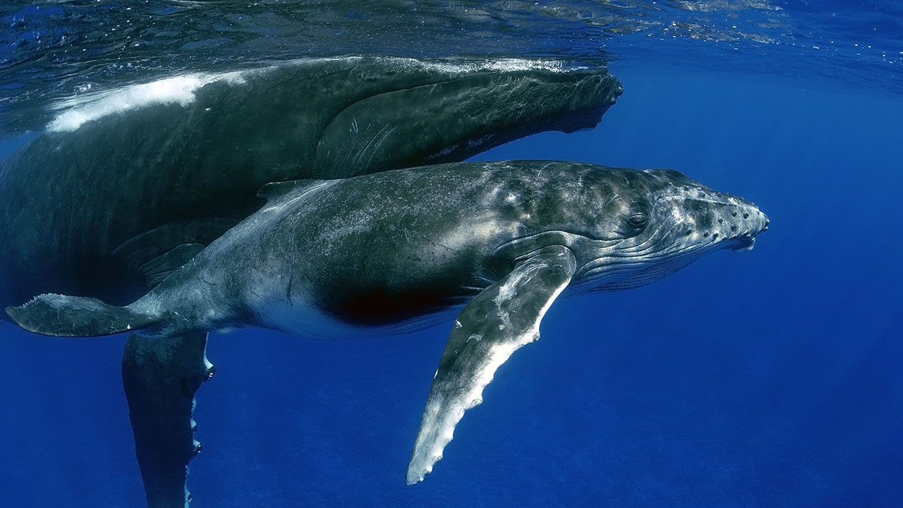 Winter Humpback Whale Migration - Turks and Caicos