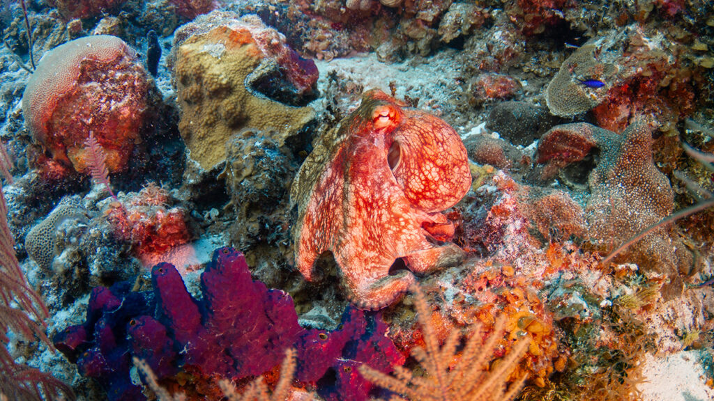 Turks and Caicos Barrier Reef